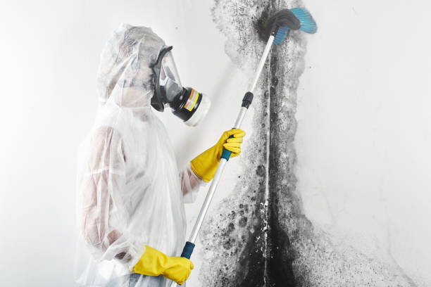 Best Mold Odor Removal Services  in Hoopeston, IL
