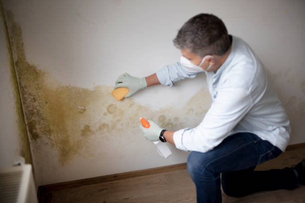 Best Mold Prevention Services  in Hoopeston, IL