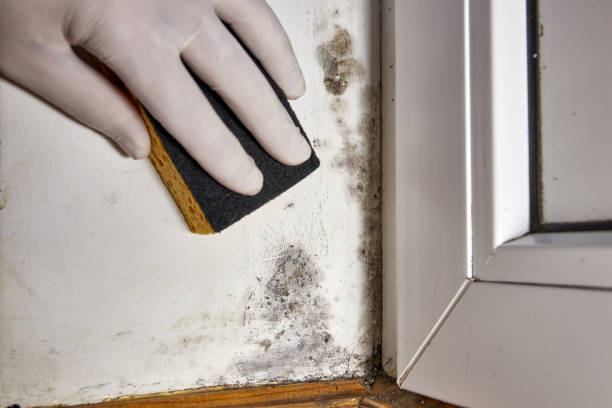 Best Real Estate Mold Inspection  in Hoopeston, IL